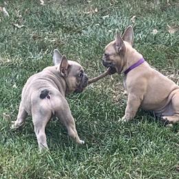 French Bulldog Puppies from EMF