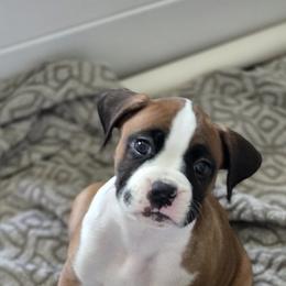 Boxer Puppies from Fleming Pups