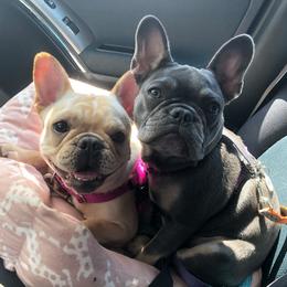 French Bulldogs from Tirojuno French Bulldogs