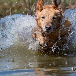 Golden Retrievers and Labrador Retrievers from Iron Sky Retrievers