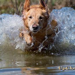 Golden Retrievers and Labrador Retrievers from Iron Sky Retrievers