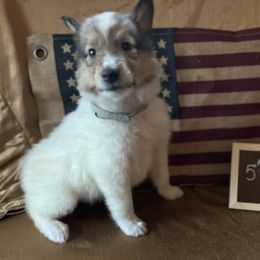 Collie puppies from Lakeside Collies