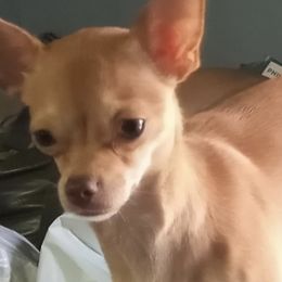 Chihuahuas from P&K Chihuahuas