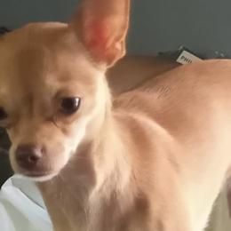 Chihuahuas from P&K Chihuahuas