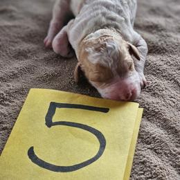 Boy 5 - Apricot male Poodle puppy in Detroit, Michigan from Pretty Spoiled Spoos llc