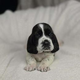Bow 'brown collar' - Black and white male Basset Hound puppy in Valley, Washington from Peaceful Valley Paws