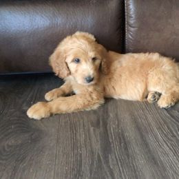 Goldendoodle Puppies from AR Diamond Doodled