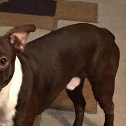 Boston Terriers from Knights Boston Babies