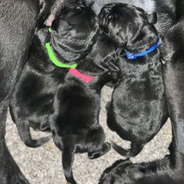 Golden Retriever and Labrador Retriever Puppies from The Golden Leash Kennels