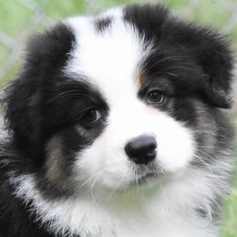 April - Black tri-color female Australian Shepherd puppy in Easton, Missouri from MMA Kennel