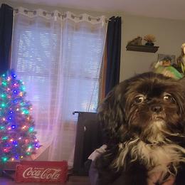 Boy 2 - Black and white male Shih Tzu puppy in Augusta, Maine from Zulas Shih Tzu of Maine