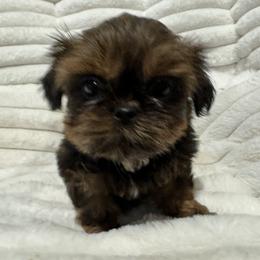 Gretel - Red female Shih Tzu puppy in Spring, Texas from Precious Tzu Crew