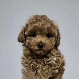 Banana - Red female Maltipoo puppy in San Diego, California from Maltipoos SD