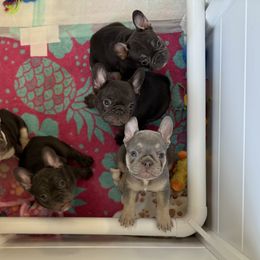 French Bulldogs from Amber Gomes