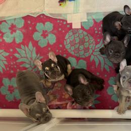 French Bulldogs from Amber Gomes