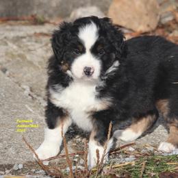 Blizzard - Black tri male Miniature American Shepherd puppy in Hillsdale, Michigan from Faithwalk Aussies and Mini American Shepherds