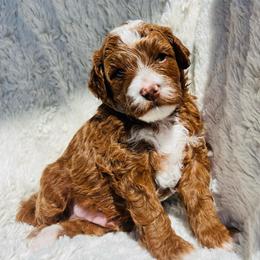Koa - Red  male Goldendoodle puppy in American Fork, Utah from Kym’s Micro Mini Goldendoodles