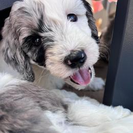 Olive - female Australian Mountain Doodle puppy in Sherrills Ford, North Carolina from Magnolia Grove Farms