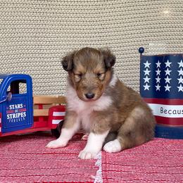 Lilo - Sable and white female Collie puppy in St Augustine, Florida from Saltwater Collies LLC