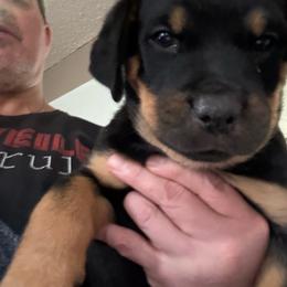 White girl - Black and mahogany female Rottweiler puppy in Colorado Springs, Colorado from Von Locher Rotties