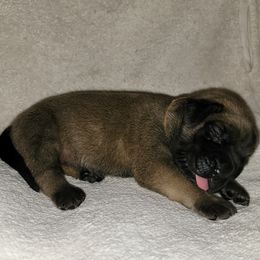 Girl 1 - Fawn Mastiff puppy in Aurora, Colorado from Bratay Mastiffs
