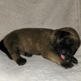 Girl 1 - Fawn Mastiff puppy in Aurora, Colorado from Bratay Mastiffs