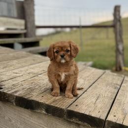 GUARDIAN HOME - Ruby male Cavalier King Charles Spaniel puppy in Gonzales, Texas from Veach Cavaliers & Farm