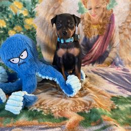 Ren - Black and tan male Miniature Pinscher puppy in Lancaster, Missouri from White Stone Ranch