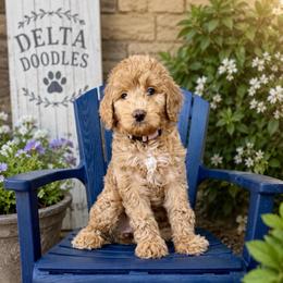 River - Red female Bernedoodle puppy in Clovis, California from Delta Doodless