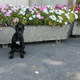 Nala - Black female Cane Corso puppy in Diamond Springs, California from Solo Uno Cane Corso