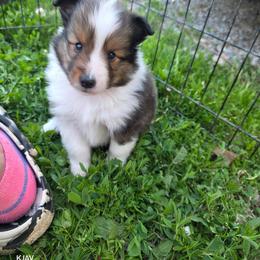 Major - Sable and white male Shetland Sheepdog puppy in Greenfield, Ohio from KJAV Shetland Sheepdogs