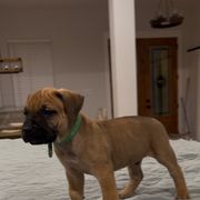 Green collar - Perro de Presa Canario puppy from Space City Presas