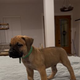Green collar - Perro de Presa Canario puppy from Space City Presas