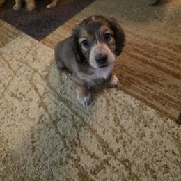 Chili - Piebald male Dachshund puppy in Cottonwood, Arizona from Ohana Mini Dachs