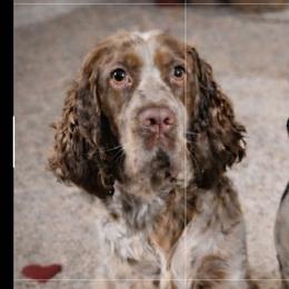 Maude - English Springer Spaniel