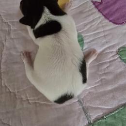 Kitsune Can't Always Get What You Want - White black and tan male Toy Fox Terrier puppy in O'fallon, Illinois from Kitsune