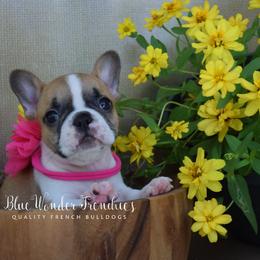 Jo Wilson - Fawn and white female French Bulldog puppy in Loxahatchee, Florida from Blue Wonder Frenchies