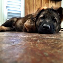 German Shepherd Puppies from Vogelhaus German Shepherds