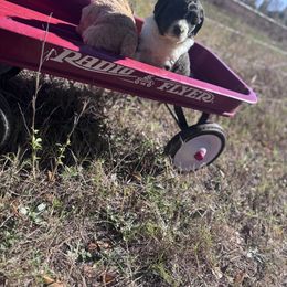 Santa Claus - Parti male Goldendoodle puppy in Milan, Georgia from Cherokee Rose kennels