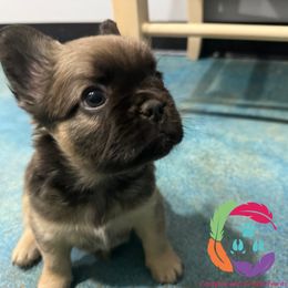 Buzz - Fawn male French Bulldog puppy in Bowman, Georgia from Companion Creek Farm