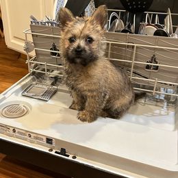 Cairn Terrier Puppies from Shining Waters Farm