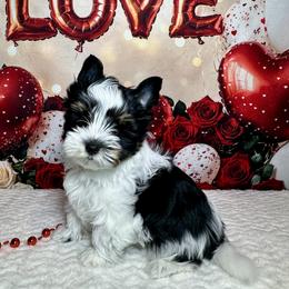 AKC Colby  3300 - Black tan and white male Biewer Terrier puppy in Nicholls, Georgia from Southeast Biewers