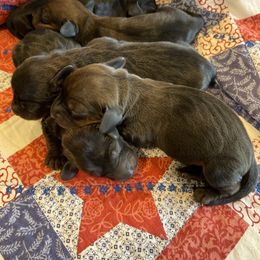 Dachshund Puppies from Dachshunds of Tales