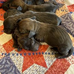 Dachshund Puppies from Dachshunds of Tales