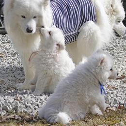 Samoyed Puppies from The Office Pups