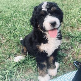 Shiloh - Bernedoodle