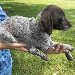 Girl 2 - Liver roan female German Shorthaired Pointer puppy in Covington, Louisiana from Six Hitch Farm