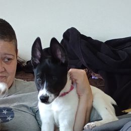 Companion Cross and Siberian Husky Puppies from High Mountain Crosses