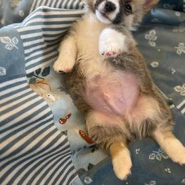 Pembroke Welsh Corgi Puppies from The Grooming Barn LLC/ Wet Dog Ranch