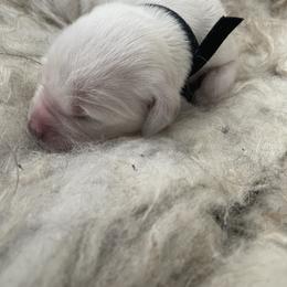 Black - Light golden male Golden Retriever puppy in Williamsport, Maryland from Feather Fletched English Goldens